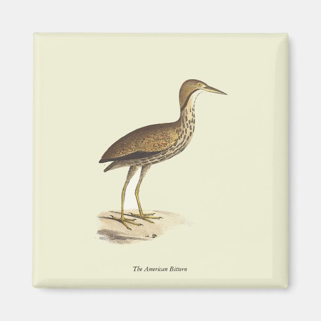 Imán El pájaro Bittern estadounidense (Botaurus lentigi (Frente)