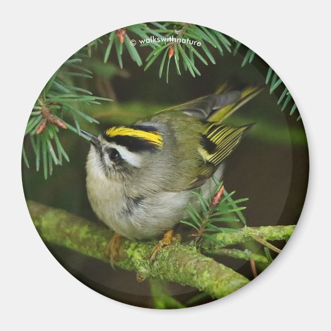 Imán El pájaro cantante de cutto Kinglet causa revuelo  (Frente)