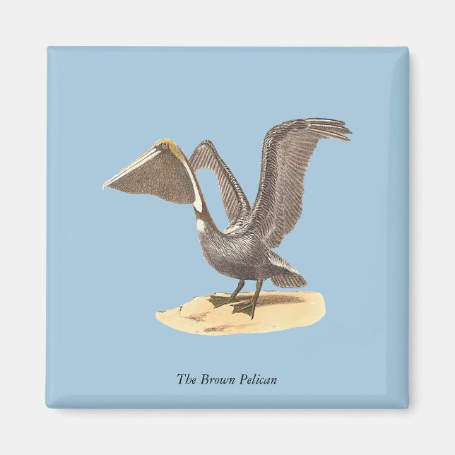 Imán El pájaro Pelican marrón (Pelecanus occidentalis)  (Frente)