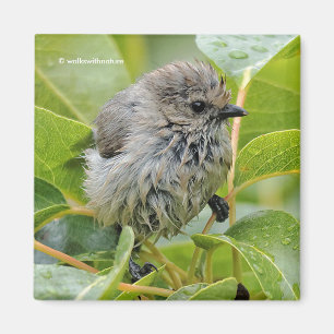 Imán El pájaro pequeño y húmedo de los bosquimanos en e