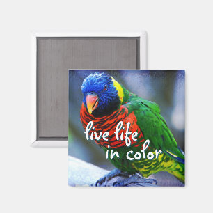 Imán El pájaro verde azul rojo de Lorikeet vive la vida