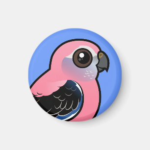 Imán El Parakeet de Bourke