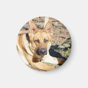 Imán El Pastor Alemán Despierta,