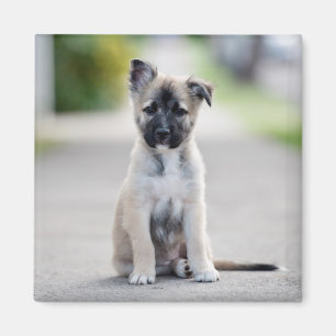 Imán El pastor alemán en el camino a pie