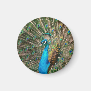 Imán El pavo real azul