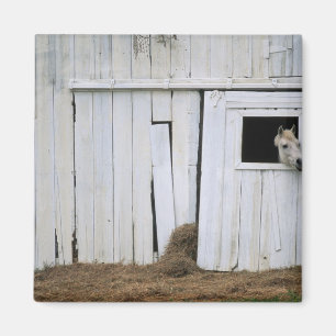 Imán El pegarse del caballo dirige hacia fuera la