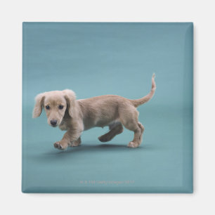 Imán El pequeño caminar beige del dachshund