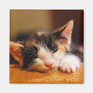 Imán El pequeño dormir del gatito