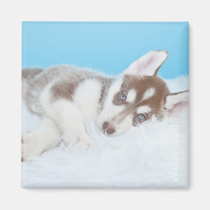 Imán El pequeño Husky Cuppy descansando en una manta