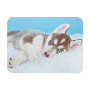 Imán El pequeño Husky Cuppy descansando en una manta