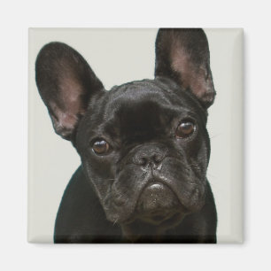 Imán El perrito más lindo del bulldog francés