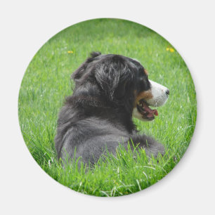 Imán El perro de montaña de Bernese goza de The Sun