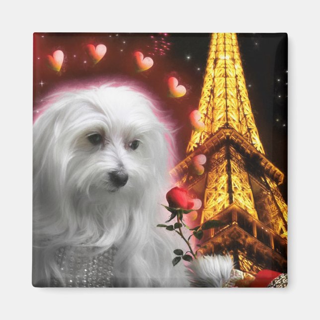 Imán ¡El Perro Maltés Eiffel Torre EL DERRAME DEL AMOR! (Frente)