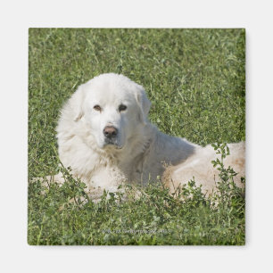 Imán El perro pastor de Maremma en pasto actúa como