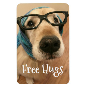 Imán El perro triste del golden retriever con los