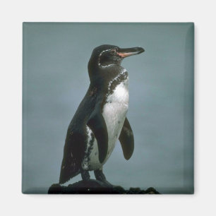 Imán El pingüino de las Islas Galápagos en roca de la
