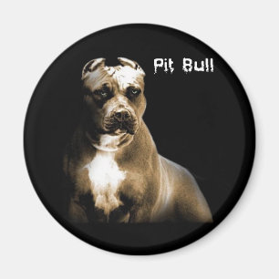 Imán El PITbull