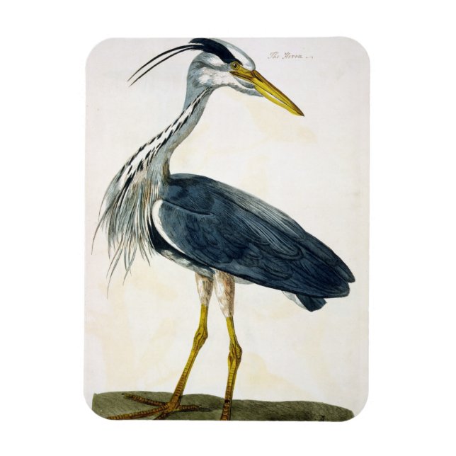 Imán El plato de la garza (Ardea cinerea) de "The Briti (Vertical)