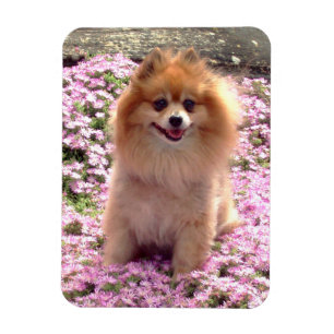 Imán el Pomeranian con las flores rosadas