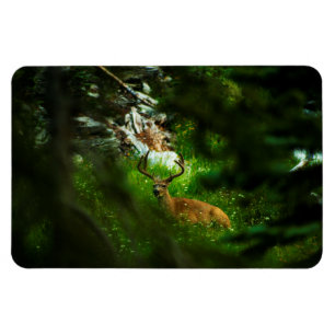 Imán El príncipe forestal