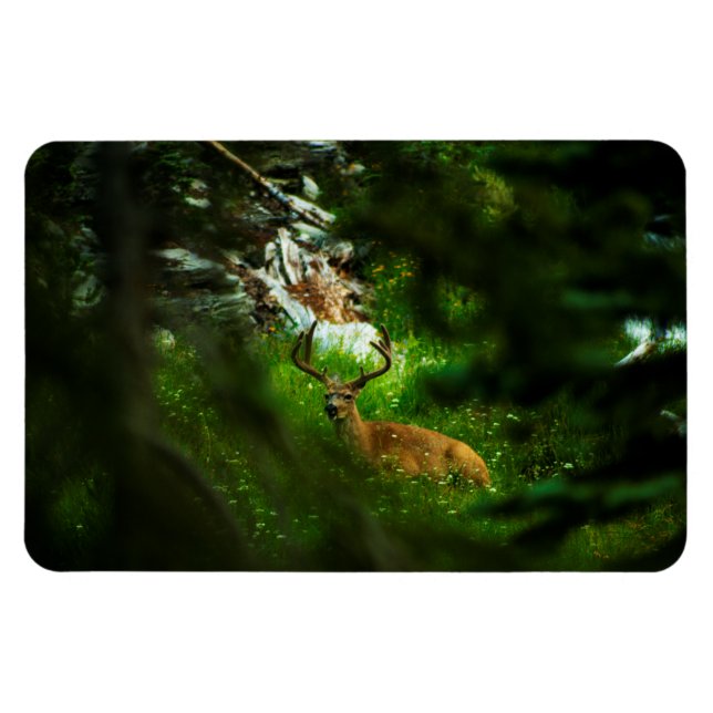 Imán El príncipe forestal (Horizontal)