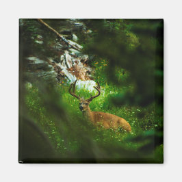 Imán El príncipe forestal