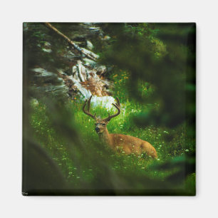 Imán El príncipe forestal