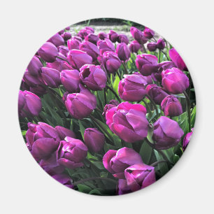 Imán El príncipe morado Tulips