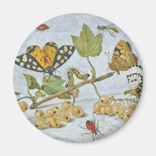 Imán El rastreo de insectos