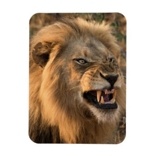 Imán El refrigerador de LION enojado imprimió tu planti