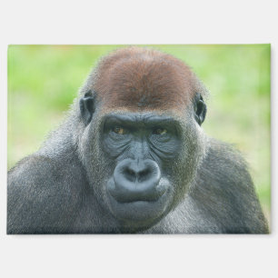 Imán El retrato detallado de Gorilla Aybo