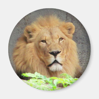 Imán El rey, el león masculino