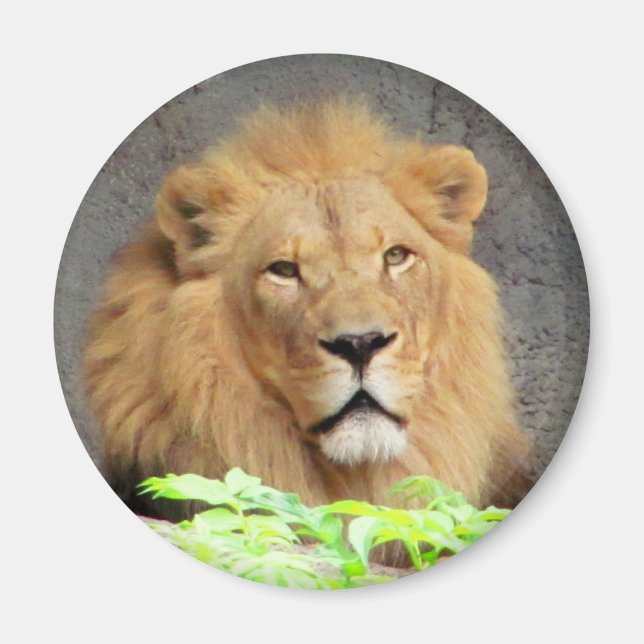 Imán El rey, el león masculino (Frente)