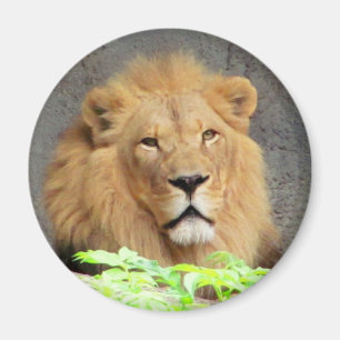 Imán El rey, león masculino
