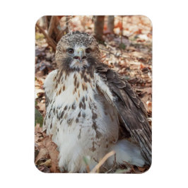 Imán El rojo ató el halcón doblado