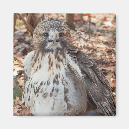 Imán El rojo ató el halcón doblado