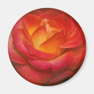 Imán El Rosa flamenco en el pergamino
