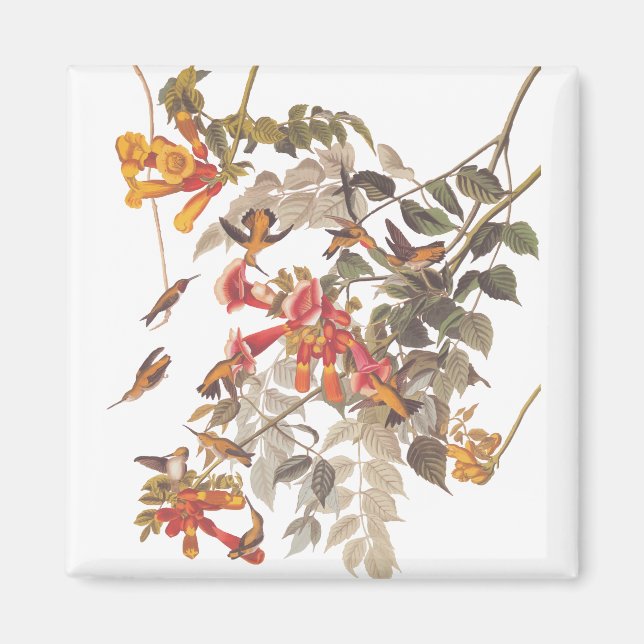 Imán El rubí tropical de Audubon rotó los colibríes (Frente)