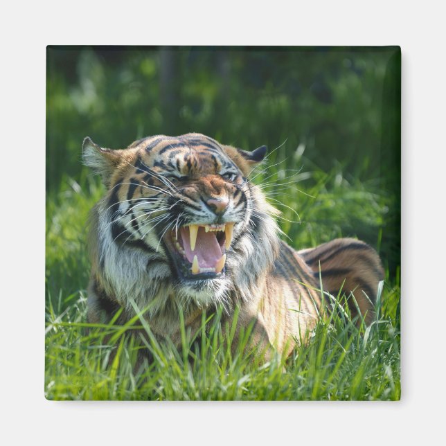 Imán El rugido del tigre (Frente)