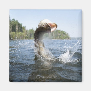 Imán El saltar del lucio europeo del agua en un lago