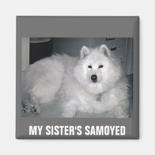 IMÁN EL SAMOYEDO DE MI HERMANA