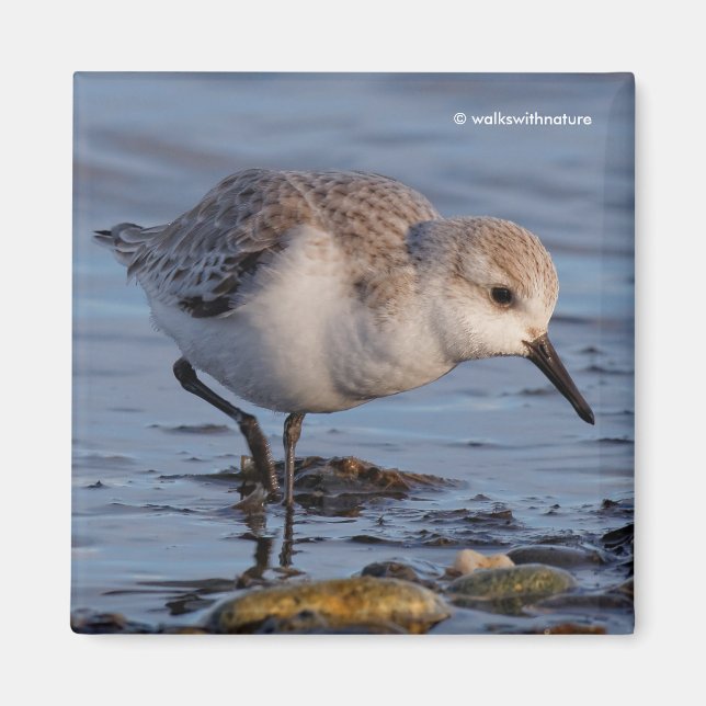 Imán El Sandpiper Cute Sanderling se pasea por la playa (Frente)