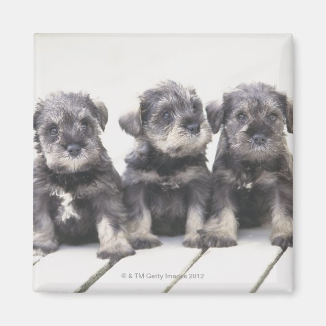 Imán El Schnauzer en miniatura es una raza de perros pe (Frente)