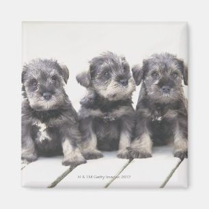Imán El Schnauzer miniatura es una raza del pequeño