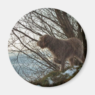 Imán El señalar de Korthals Griffon - de Tsjip