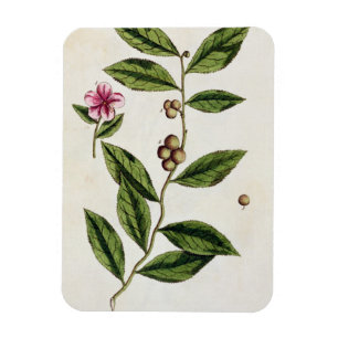Imán El té verde, platea 351 "de un herbario curioso",