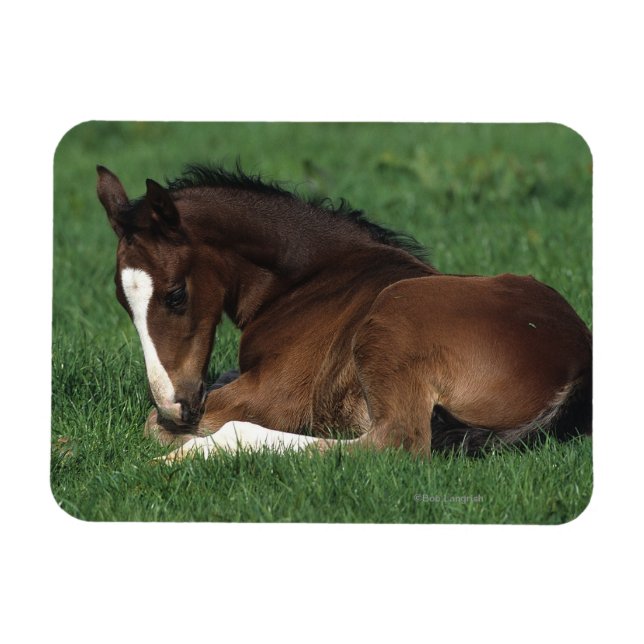 Imán El Ternera De La Varsovia Está Abajo (Horizontal)