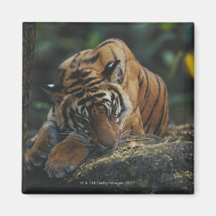 Imán El tigre Cub duerme en roca