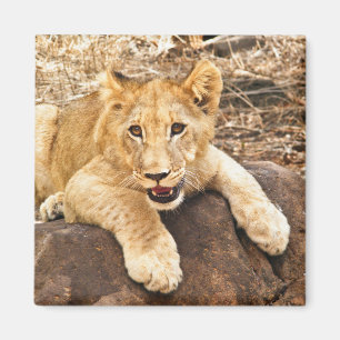 Imán El tigre Cub toma el respiradero en una roca