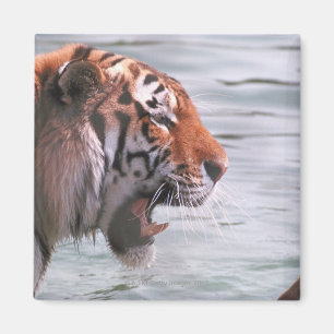 Imán El tigre de bostezo en el agua